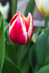 チューリップの花