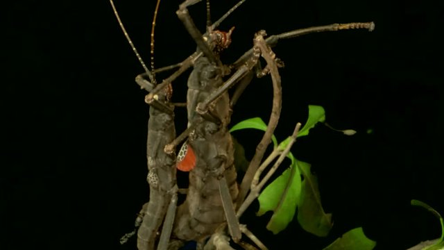 Insects mating of Golden-Eyed Stick Insect (Peruphasma schultei) on black background. Macro video.