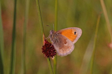Coenonympha pamphilus (LINNAEUS, 1758) Kleines Wiesenvögelchen DE, RLP, Kröv, Mosel 25.05.2015