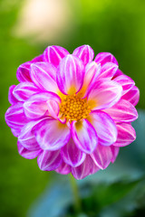 Obraz premium ダリアの花