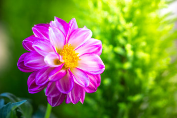 Obraz premium ダリアの花