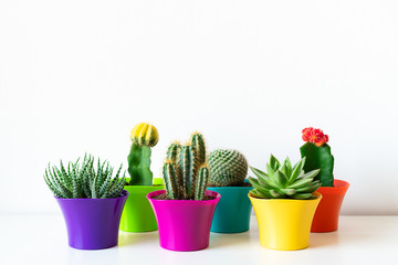 Various flowering cactus and succulent plants in bright colorful flower pots against white wall....