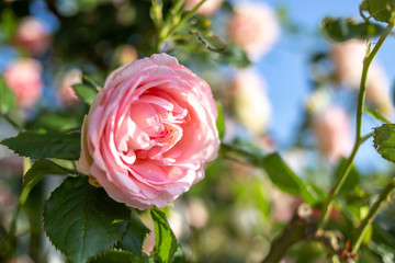バラの花