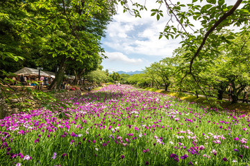 Obraz premium 花菖蒲 初夏イメージ