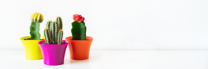 Various flowering cactus plants in bright colorful flower pots against white wall. House plants on white shelf web banner.