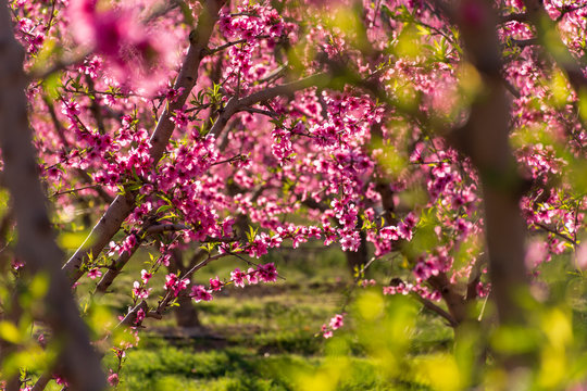 Rows of peach tree in bloom, with pink flowers at sunrise. Aitona. alcarras, Torres de Segre. Agriculture.