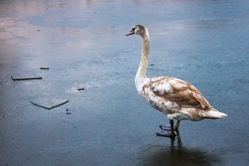 swan on ice