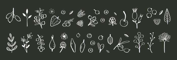 Wild Berries and fruits vector set. Raspberry, Cherry, strawberry, blackberry and other summer harvest. Hand drawn isolated objects on white. Botanical doodle illustration