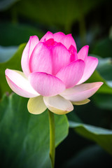 Obraz premium 蓮の花