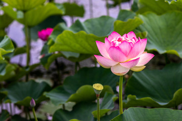 Fototapeta premium 蓮の花