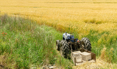 Obraz premium Blue tractor with green and yellow herbs in the field under cultivation, ready to work.