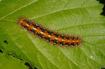 Euplagia quadripunctaria (PODA, 1761) Spanische Fahne, Russischer Bär, Raupe DE, RLP, Reil (Mosel) 25.05.2015