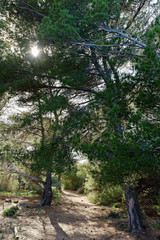 Kiefernwald, Mallorca, Spanien