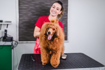 Female groomer brushing miniature red poodle at grooming salon.