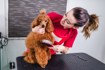 Female groomer brushing miniature red poodle at grooming salon.