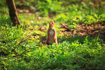 Furry squirrel is standing on two hind legs in the spring city park