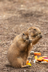 プレーリードッグのポートレート
