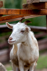 ヤギのポートレート