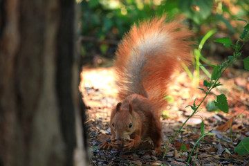 Cute squirrel eating nut. Beautiful squirrel in spring city park