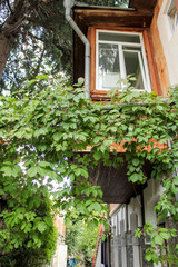 Greenery under the balcony.