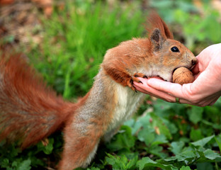 Cute squirrel eating nut. Beautiful squirrel in spring city park