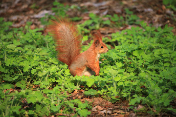 Furry squirrel is standing on two hind legs in the spring city park