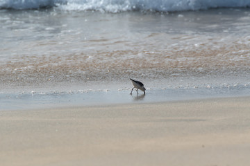 bird searching food on the beach