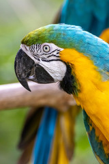 ルリコンゴウインコのポートレート