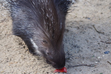 Porc-épic en gros plan en train de manger