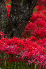彼岸花　秋イメージ