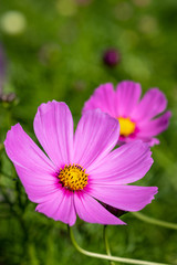 Fototapeta premium コスモス畑 秋イメージ