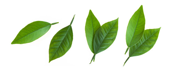 Citrus leaves isolated on white background