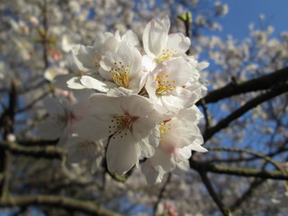 若草山の桜