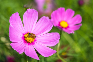 Obraz premium コスモス畑 秋イメージ