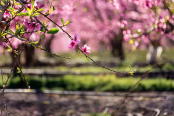 Rows of peach tree in bloom, with pink flowers at sunrise. Aitona. alcarras, Torres de Segre. Agriculture.