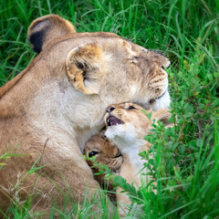 Lioness and cubs in the Masai Mara, Kenya