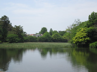 Fototapeta na wymiar 池と新緑