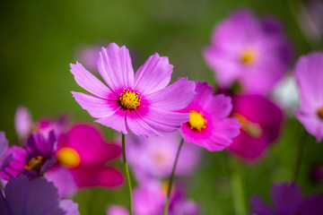 Obraz premium コスモス畑 秋イメージ