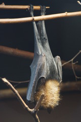 Chauve souris (Renard Volant) dormant accrochée à une branche d'arbre