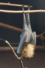 Chauve souris (Renard Volant) dormant accrochée à une branche d'arbre