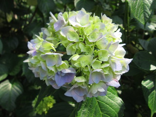 アジサイ