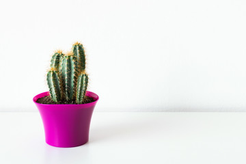 Cactus plant in bright pink flower pot against white wall. House plant on white shelf with copy space.