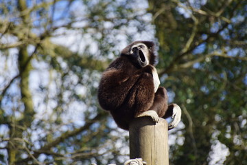 Gibbon à mains blanches