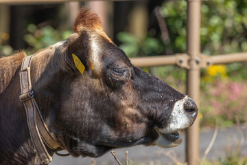 Obraz na płótnie Canvas 牛のポートレート