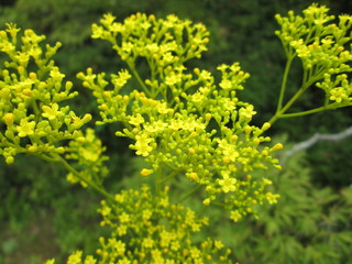 Obraz premium 黄色い花