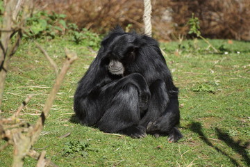 Singe siamang se reposant dans l'herbe avec des arbres en arrière plan