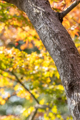 紅葉　秋イメージ