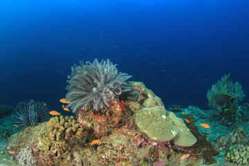 Coral reef and fish in Thailand 