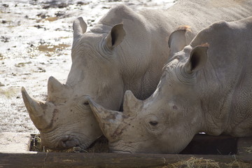 Couple de rhinocéros blanc entrain de manger dans un abreuvoir sur un sol en sable