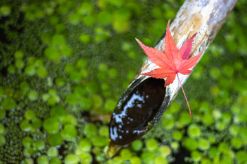 紅葉とつくばい　和風イメージ